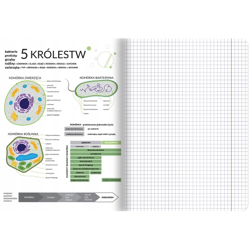 Zeszyt A5 60k kratka margines ściągi BIOLOGIA 400181529 TOP 2000