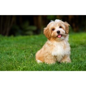 Kalendarz trójdzielny PIES T-105T-09 Michalczyk i Prokop