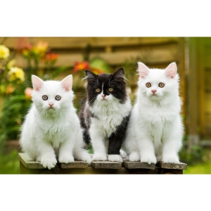 Kalendarz trójdzielny KOTY T-105T-10 Michalczyk i Prokop