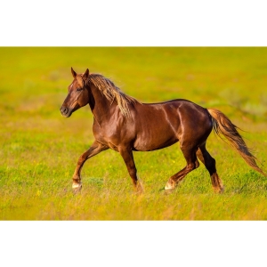 Kalendarz trójdzielny KONIE T-105T-11 Michalczyk i Prokop